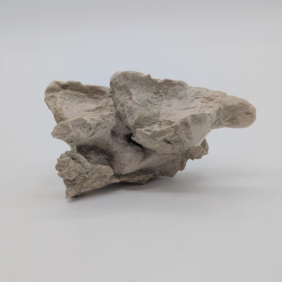 Natural Oreodont Vertebra Fossil In Stone Matrix - Picture 7 of 11